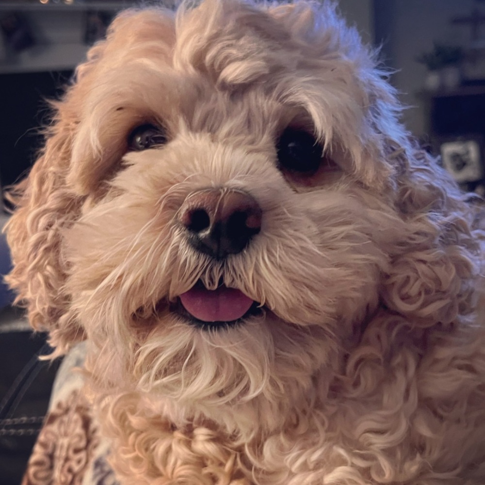 Meet your Posher, Kelsey